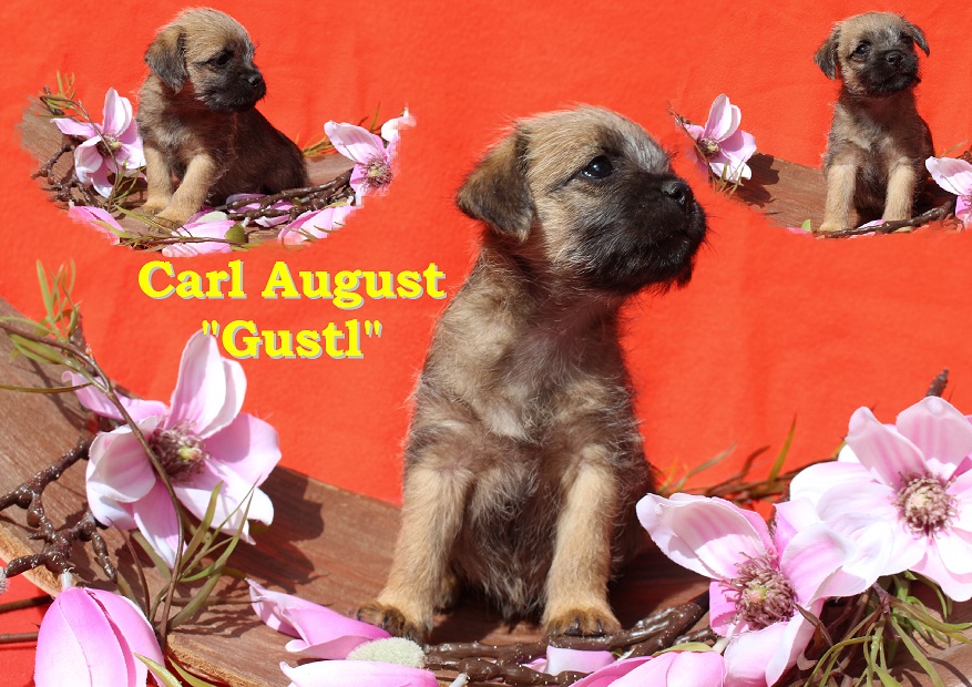 Carl August 6. Woche