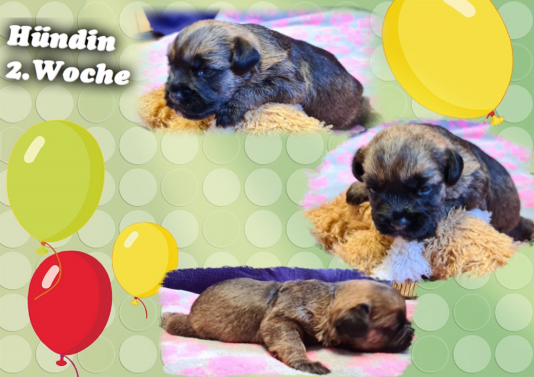 K-Wurf 2.KW H K-Wurf 2.KW H