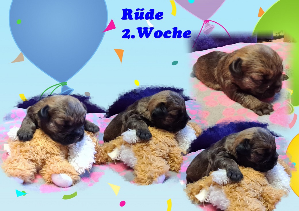 K-Wurf 2.KW R K-Wurf 2.KW R