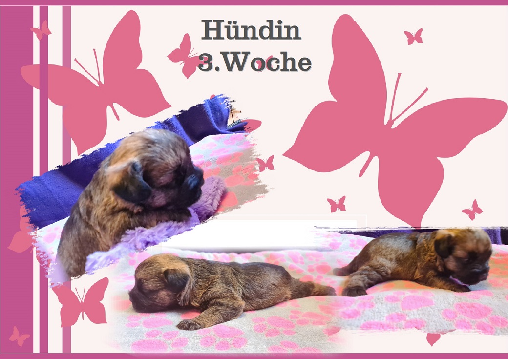 K-Wurf 3.KW H K-Wurf 3.KW H