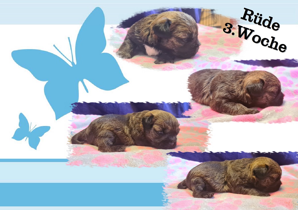 K-Wurf 3.KW R K-Wurf 3.KW R