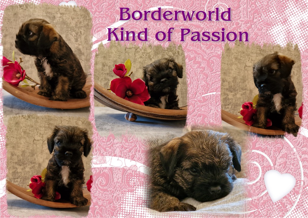 Kind of Passion Kind of Passion