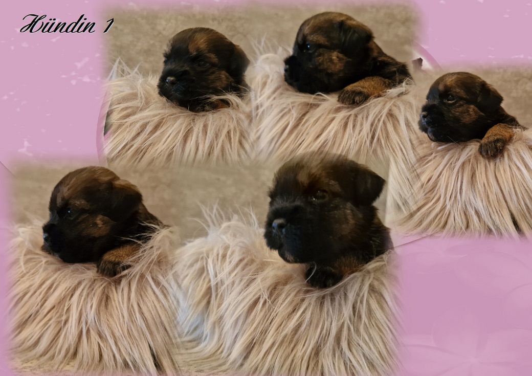 L-Wurf H 1 L-Wurf H 1