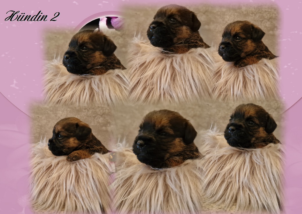 L-Wurf H 2 L-Wurf H 2