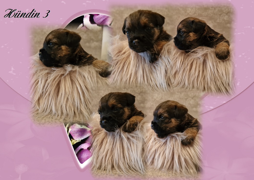 L-Wurf H 3 L-Wurf H 3