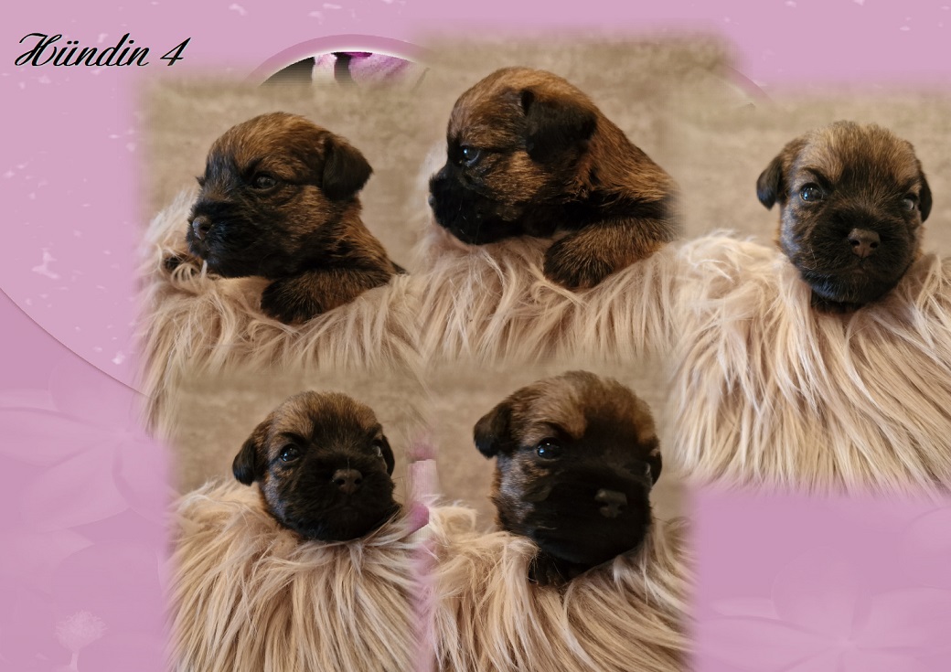 L-Wurf H 4 L-Wurf H 4