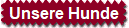 Unsere Hunde